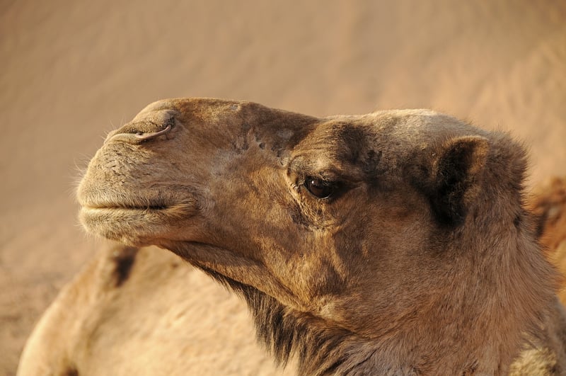 Explorers in Morocco